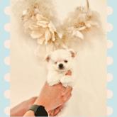 チワワ(ロング)