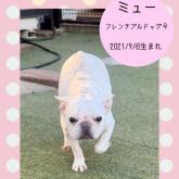 フレンチブルドッグ