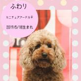 ミニチュアプードル
