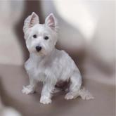 ウエストハイランドホワイトテリア