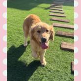 ゴールデンレトリバー