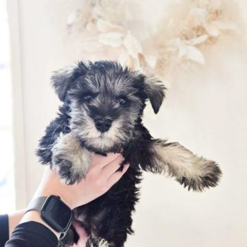 犬 × 福島県 × ミニチュアシュナウザーの里親募集一覧｜ハグー