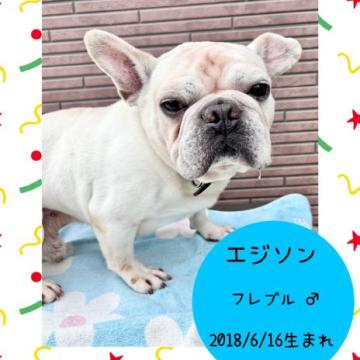 犬 × 東京都 × フレンチブルドッグの里親募集一覧｜ハグー -みんなの 