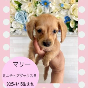 マリー☆ダックスフントとほねっこのストラップ　他全7点 マリー様専用☆ダックスフントとほねっこのストラップ 他全7点