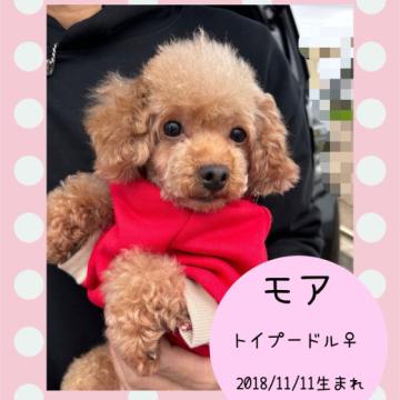 犬 × トイプードルの里親募集一覧｜ハグー -みんなのペット里親情報