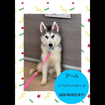 犬 × 茨城県 × シベリアンハスキーの里親募集一覧｜ハグー -みんなのペット里親情報