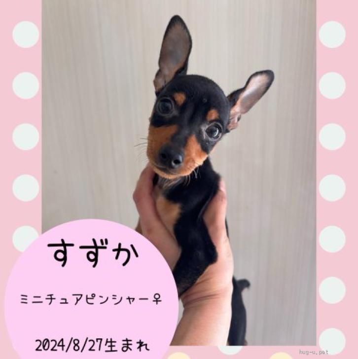 犬の里親募集】千葉県・ミニチュアピンシャー・ミニピン【すずか】（ID:2412-00414）｜ハグー -みんなのペット里親情報