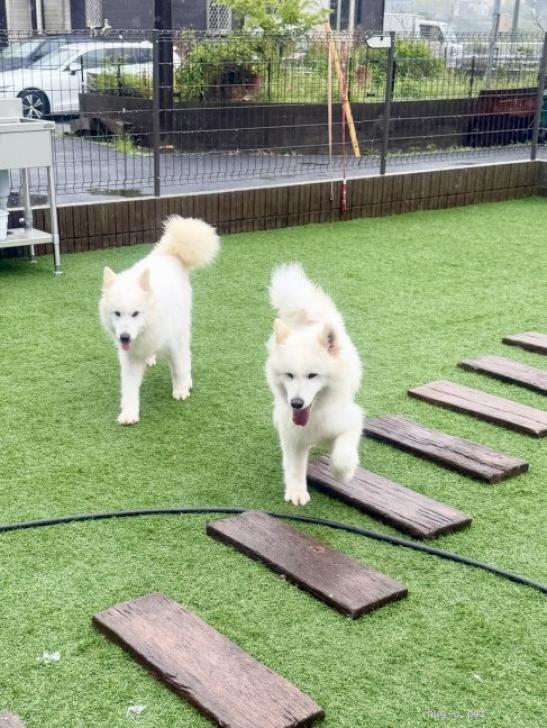 犬の里親募集】千葉県・サモエド・サモエド【フランク】（ID:2605