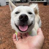 紀州犬