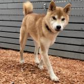 柴犬