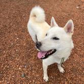 紀州犬