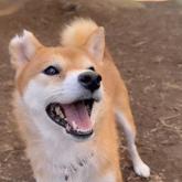 柴犬
