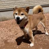 柴犬