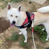 紀州犬