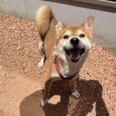 柴犬