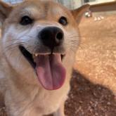 柴犬
