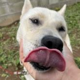 紀州犬