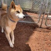 柴犬