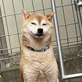 柴犬