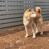 柴犬