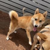 柴犬