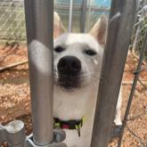 紀州犬