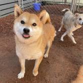 柴犬