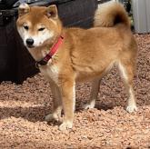 柴犬