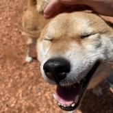 柴犬