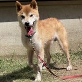 柴犬
