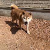 柴犬