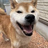 柴犬