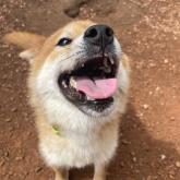 柴犬