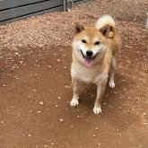 柴犬