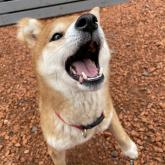 柴犬