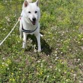 紀州犬