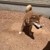 柴犬