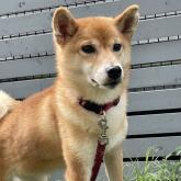 柴犬