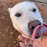 紀州犬