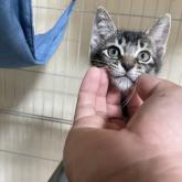雑種