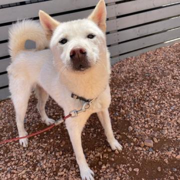 犬の里親募集】茨城県・ラブラドールレトリバー・茶色のラブドール君人