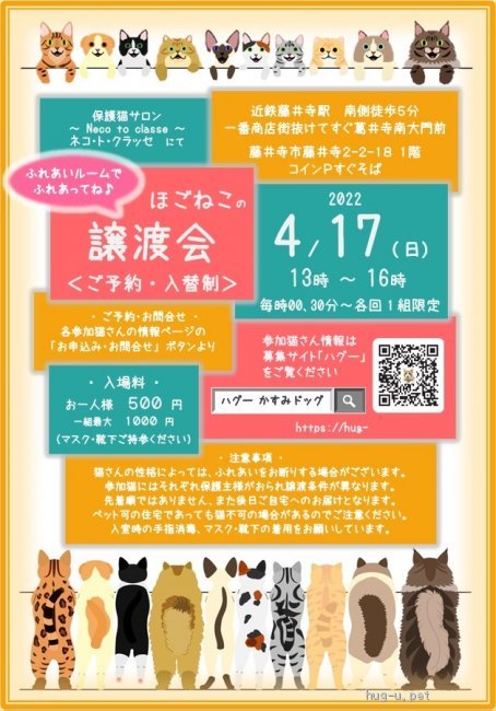 猫の里親募集】大阪府・雑種・ずっとのおうち決定！すわっこくん(*^^*)（ID:2203-00031）｜ハグー -みんなのペット里親情報