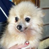 ポメラニアン