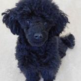 ミニチュアプードル