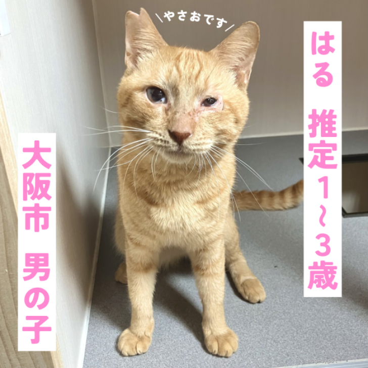 歯の妖精　乳歯ちゃん　里親募集募集中　ストラップ 猫の里親募集】大阪府・雑種・好奇心旺盛でアピール上手です！（ID