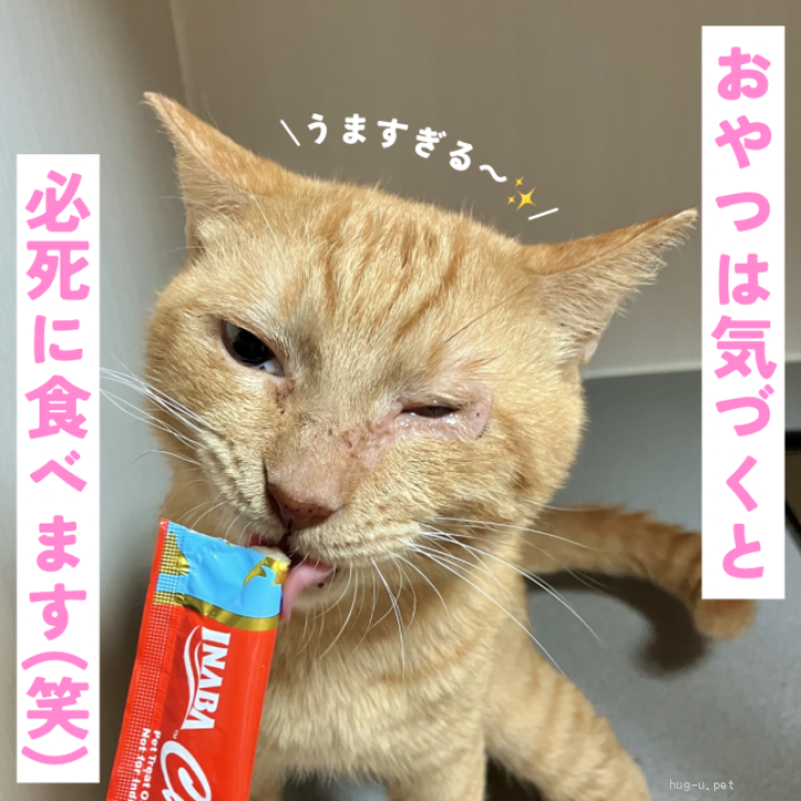 猫の里親募集】大阪府・雑種・好奇心旺盛でアピール上手です！（ID
