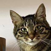雑種