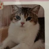 ブリティッシュショートヘア