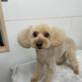 トイプードル