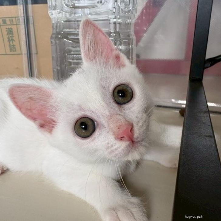 猫の里親募集】茨城県・雑種・人懐っこい白猫のポポちゃん（ID:2606